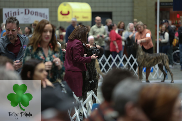 2019 Land O Lakes Kennel Club Dog Show Great Dane ring
