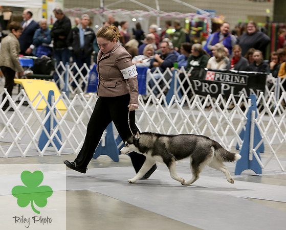 2019 Land O Lakes Kennel Club Dog Show Siberian Husky