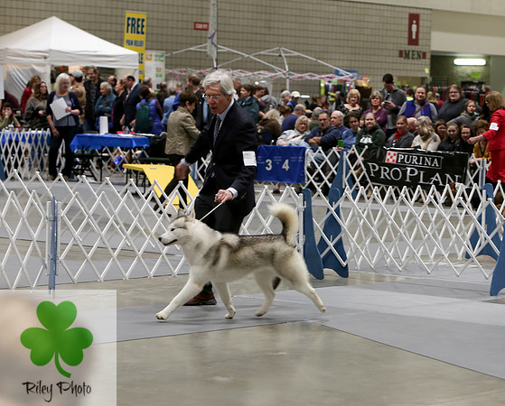 2019 Land O Lakes Kennel Club Dog Show Siberian Husky