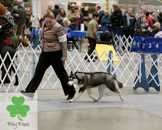 2019 Land O Lakes Kennel Club Dog Show Siberian Husky