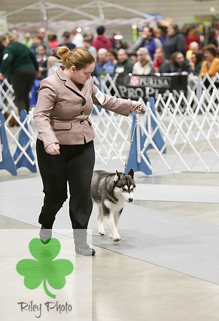 2019 Land O Lakes Kennel Club Dog Show Siberian Husky