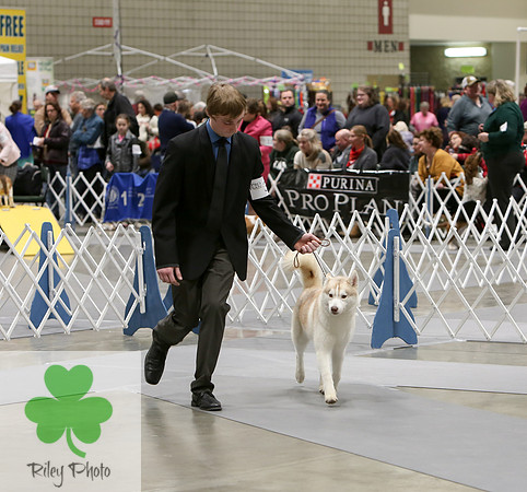 2019 Land O Lakes Kennel Club Dog Show Siberian Husky