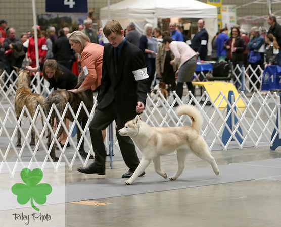 2019 Land O Lakes Kennel Club Dog Show Siberian Husky