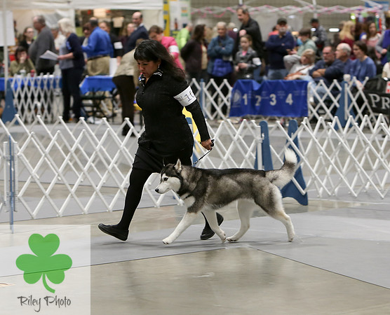 2019 Land O Lakes Kennel Club Dog Show Siberian Husky