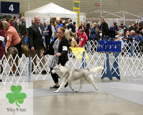 2019 Land O Lakes Kennel Club Dog Show Siberian Husky