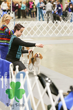 2019 Land O Lakes Kennel Club Dog Show Beagle