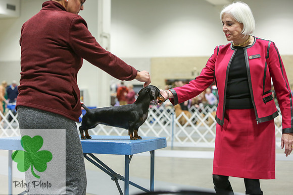 2019 Land O Lakes Kennel Club Dog Show Dachshund