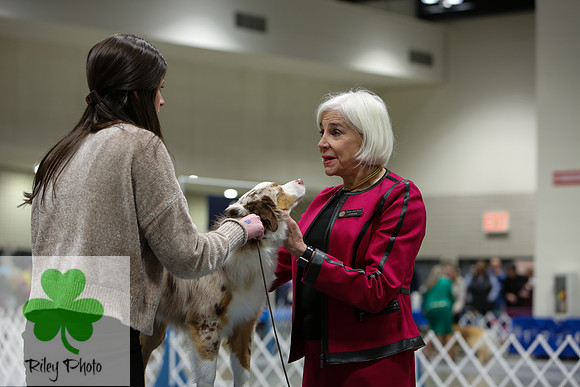 2019 Land O Lakes Kennel Club Dog Show Miniature American Shepherd
