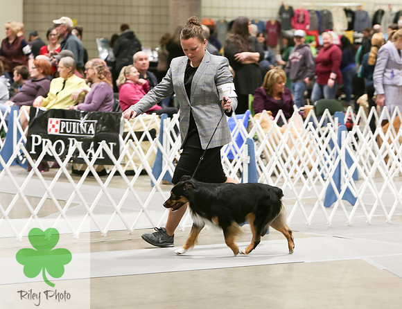 2019 Land O Lakes Kennel Club Dog Show Miniature American Shepherd