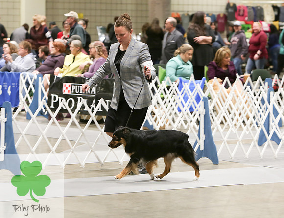 2019 Land O Lakes Kennel Club Dog Show Miniature American Shepherd