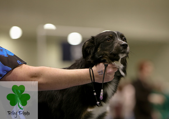 2019 Land O Lakes Kennel Club Dog Show Miniature American Shepherd