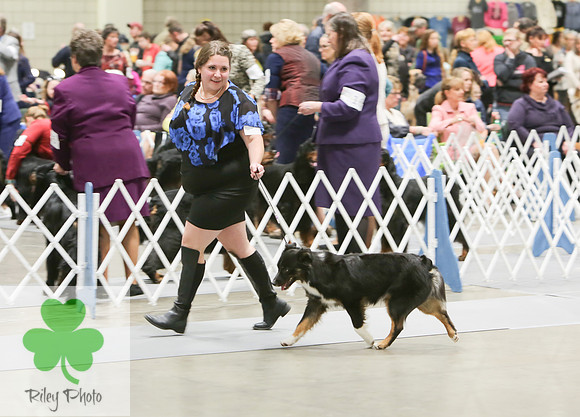 2019 Land O Lakes Kennel Club Dog Show Miniature American Shepherd