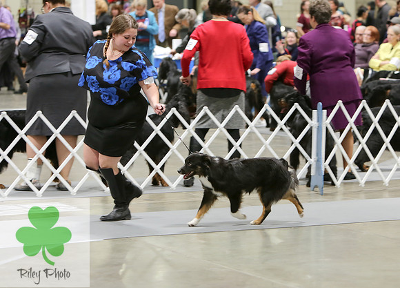 2019 Land O Lakes Kennel Club Dog Show Miniature American Shepherd