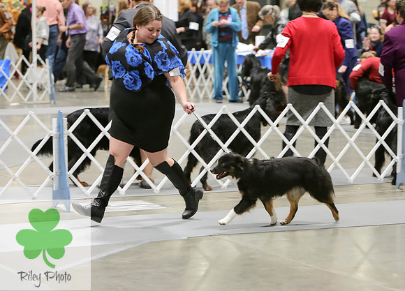 2019 Land O Lakes Kennel Club Dog Show Miniature American Shepherd