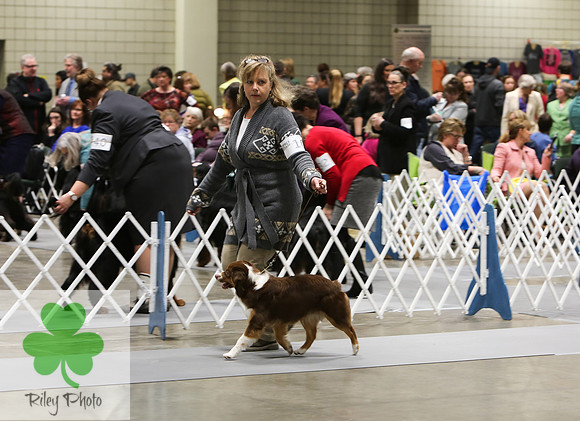 2019 Land O Lakes Kennel Club Dog Show Miniature American Shepherd