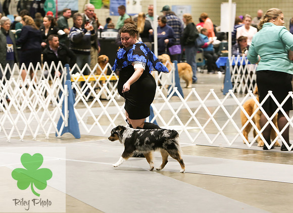 2019 Land O Lakes Kennel Club Dog Show Miniature American Shepherd