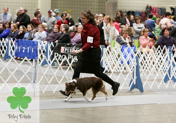 2019 Land O Lakes Kennel Club Dog Show Miniature American Shepherd