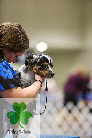 2019 Land O Lakes Kennel Club Dog Show Miniature American Shepherd