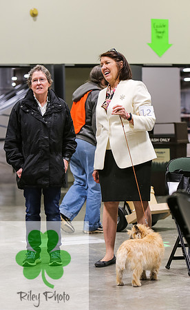 2019 Land O Lakes Kennel Club Dog Show Cairn Terrier