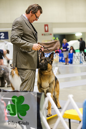 2019 Land O Lakes Kennel Club Dog Show German Shepherd Dog
