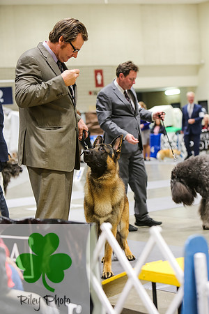2019 Land O Lakes Kennel Club Dog Show German Shepherd Dog