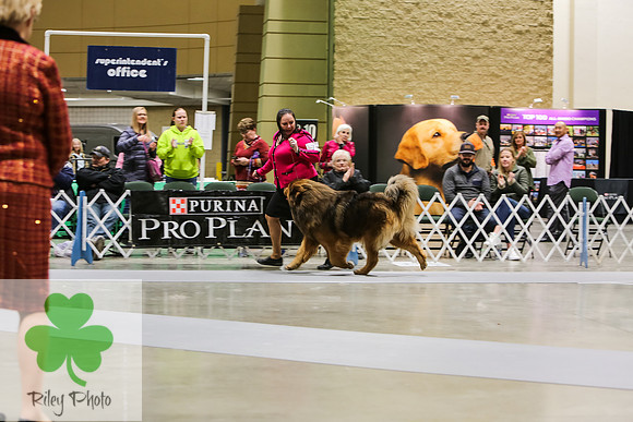 2019 Land O Lakes Kennel Club Dog Show Tibetan Mastiff