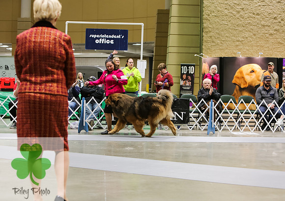 2019 Land O Lakes Kennel Club Dog Show 2019 Land O Lakes Kennel Club Dog Show Tibetan Mastiff