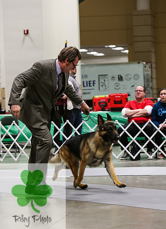 2019 Land O Lakes Kennel Club Dog Show German Shepherd Dog