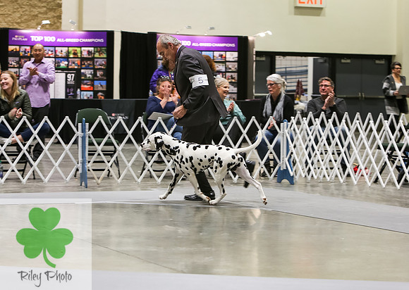 2019 Land O Lakes Kennel Club Dog Show Dalmatian