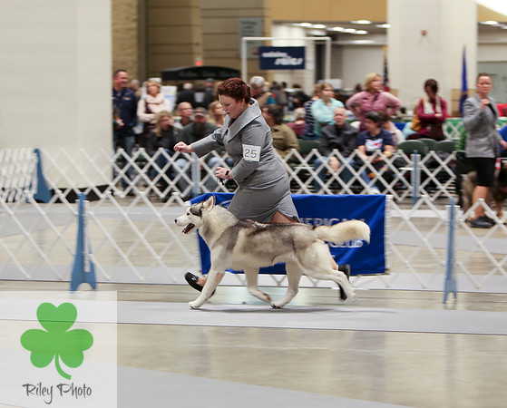 2019 Land O Lakes Kennel Club Dog Show Siberian Husky
