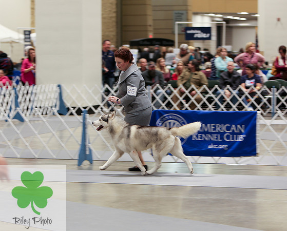 2019 Land O Lakes Kennel Club Dog Show Siberian Husky