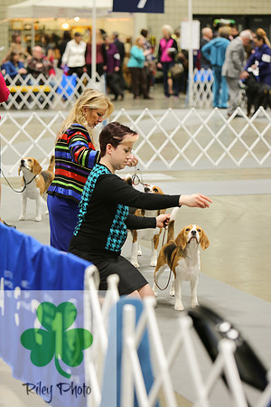 2019 Land O Lakes Kennel Club Dog Show Beagle