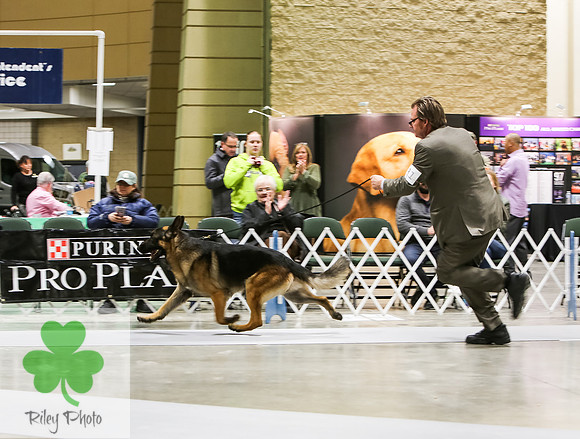 2019 Land O Lakes Kennel Club Dog Show German Shepherd Dog
