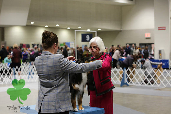 2019 Land O Lakes Kennel Club Dog Show Miniature American Shepherd