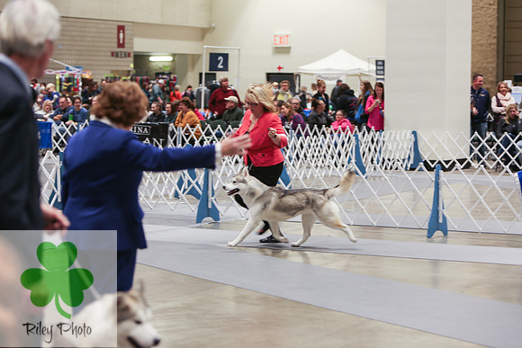 2019 Land O Lakes Kennel Club Dog Show Siberian Husky