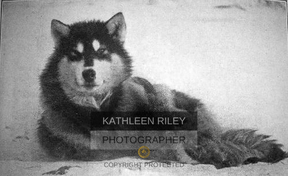 1909 pic of Peary dog (THIS is Polaris