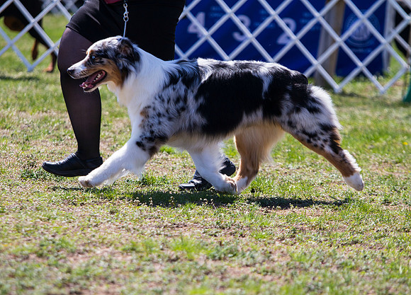Australian shepherd