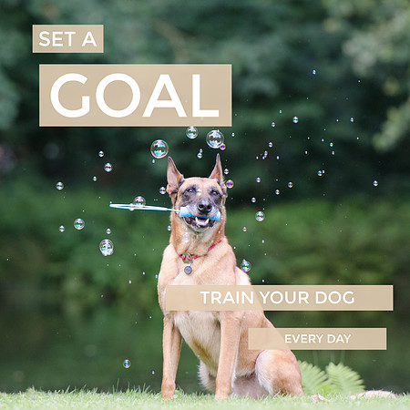 National Dog Training Education Month February Set A Goal