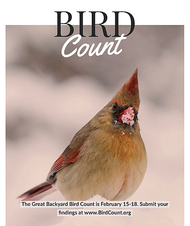 February Bird Count