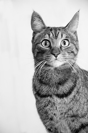 Cat for Animal Talent Pool casting Minnetonka Minnesota