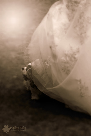 Cavalier King Charles Spaniel peeks out from under a wedding gown Zimmerman Minnesota