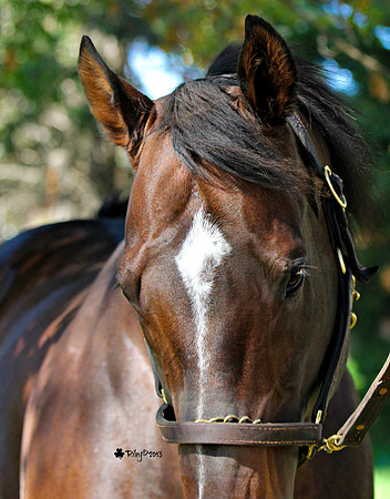 Sam Lord's Castle Thoroughbred stallion Waverly Minnesota