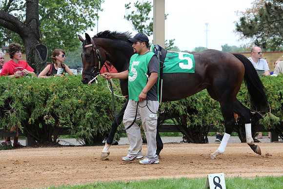 Dear Fay a Thoroughbred mare at Canterbury Park race track in Shakopee Minnesota