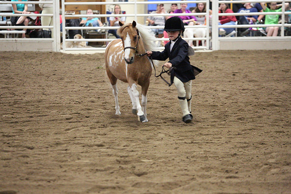 Official photographer Minnesota Pinto Horse Association 2015 Wadena and Winona Minnesota Shows