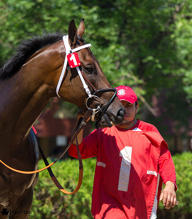 Bosque Angel a Thoroughbred racehorse at Canterbury Park in Shakopee Minnesota