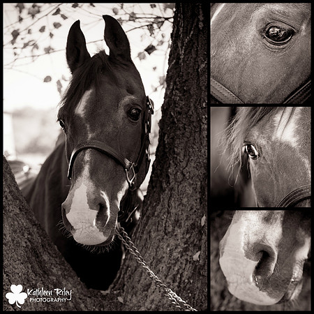 Harold the National Show Horse part of the Senior Souls Project Halima Blu Genius Buffalo Minnesota