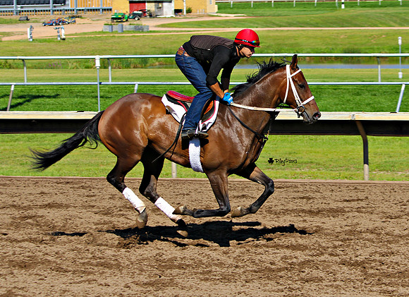Thoroughbred Morning Exercise at Canterbury Park in Shakopee Minnesota Clay Fullerton in the irons