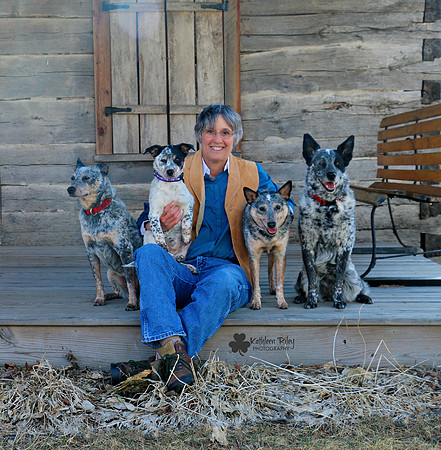 Australian Cattle Dogs family photo in Cambridge Minnesota with Josie