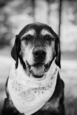 Colt the Labrador 16.0 Part of the Senior Souls Photo Project Minnesota