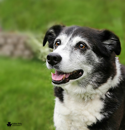 Riley the Border Collie 17.0 part of the Senior Souls Project Minnesota